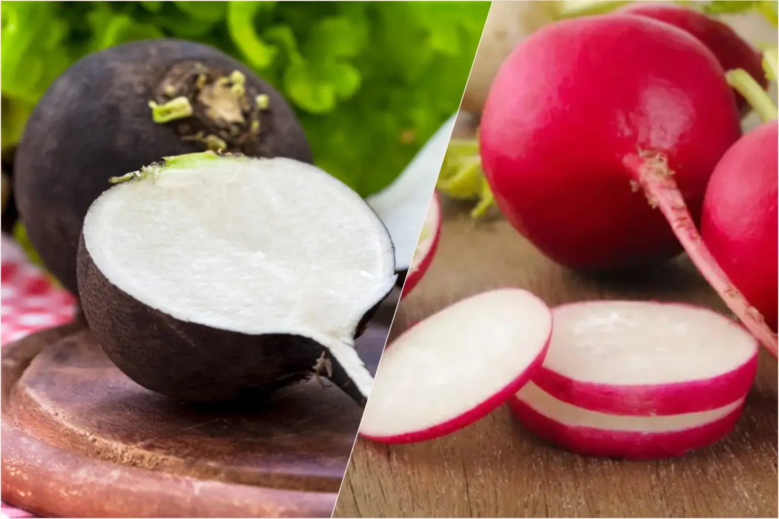 Radis noir ou radis rose : lequel est vraiment le meilleur pour votre assiette ? radis noir ou rose ?