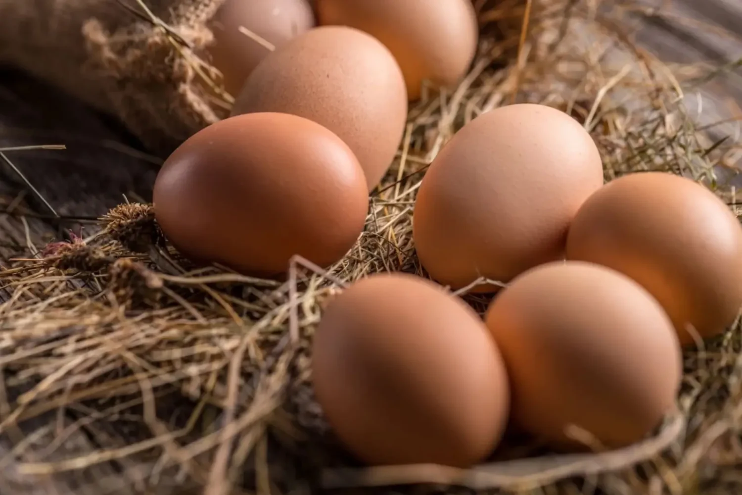 Voici comment savoir en 2 secondes si la poule derrière votre œuf a été correctement élevée Consommation oeufs