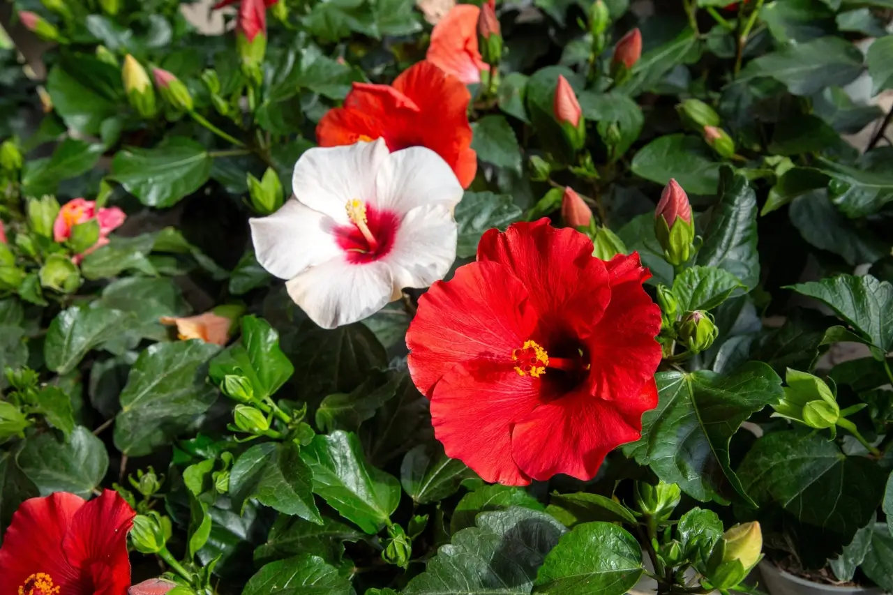 Hibiscus