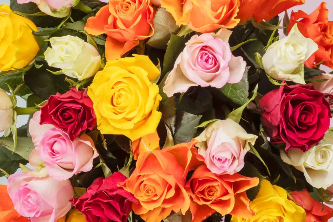 Rose