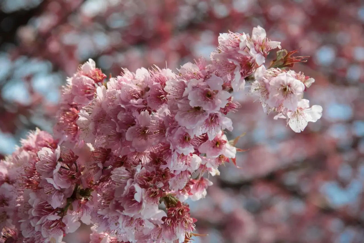 Sakura