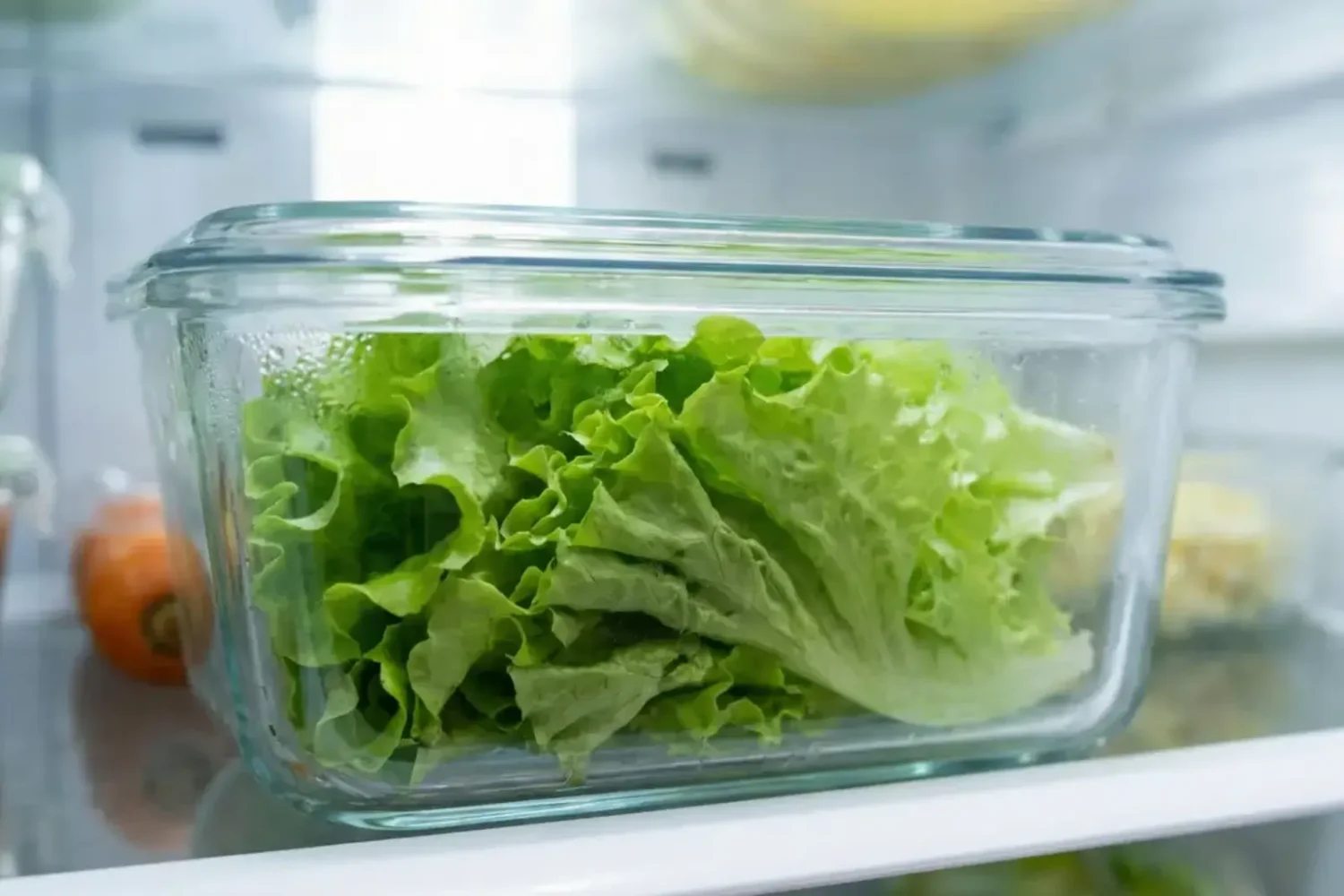 conserver salade fraiche au frigo