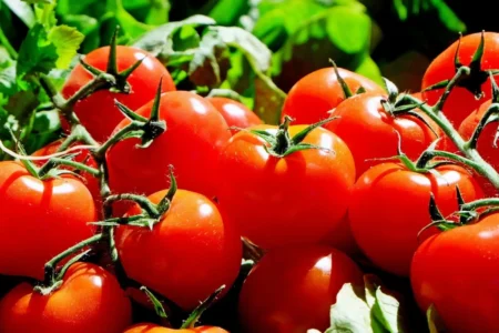 Vous cultivez peut-être cette tomate… mais sa revente peut être illégale tomate interdite à la revente