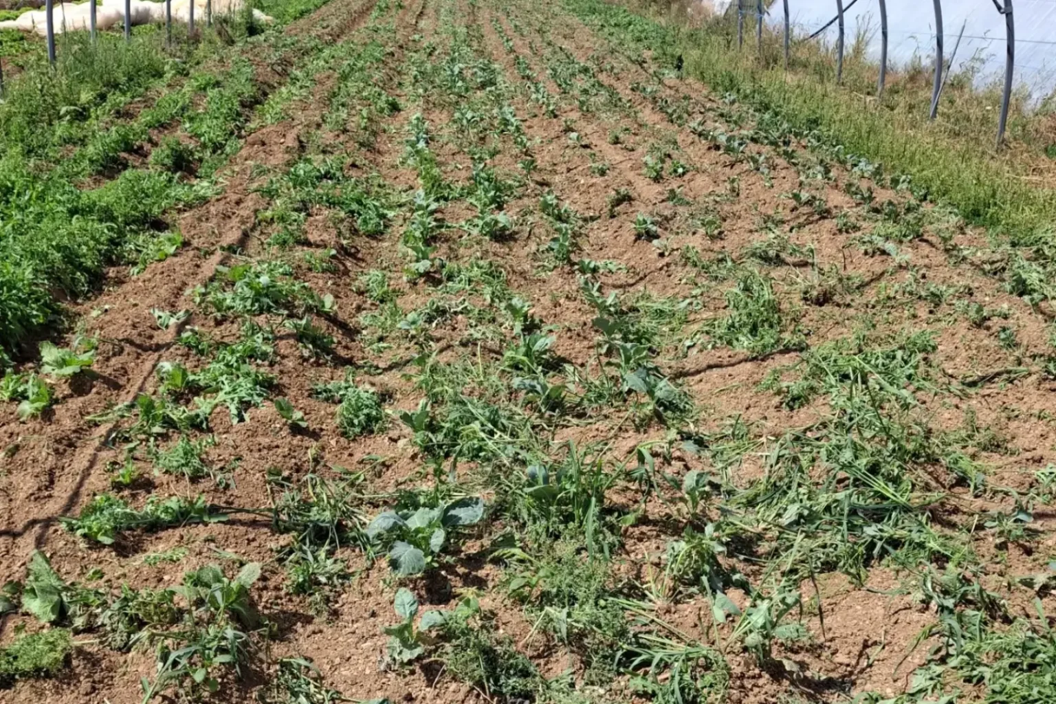 Artichaut, brocoli, petits pois : les pertes atteignent 100 % sur certaines cultures, quoi cuisiner à la place Champ de légumes desséché