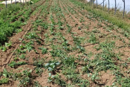 Champ de légumes desséché