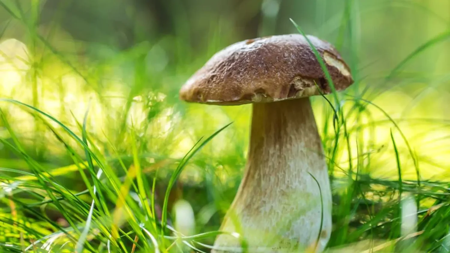 Cèpe bronzé - champignon