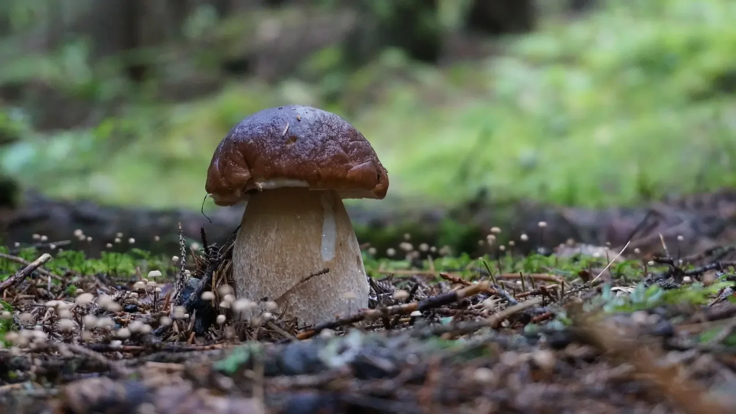 Cèpe de Bordeaux - Champignon