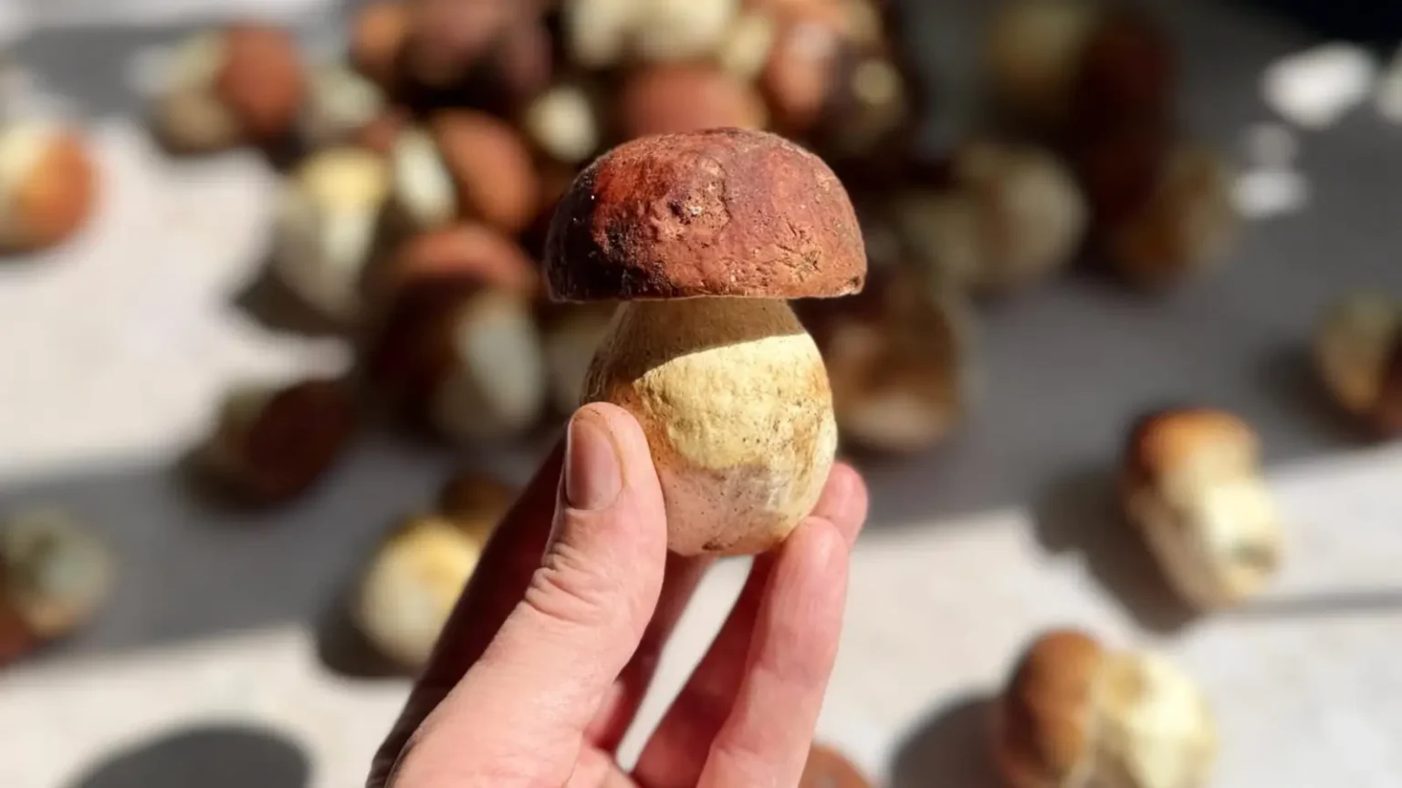 Cèpe des pins - champignon