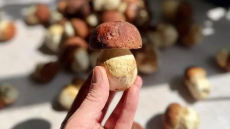 Cèpe des pins - champignon