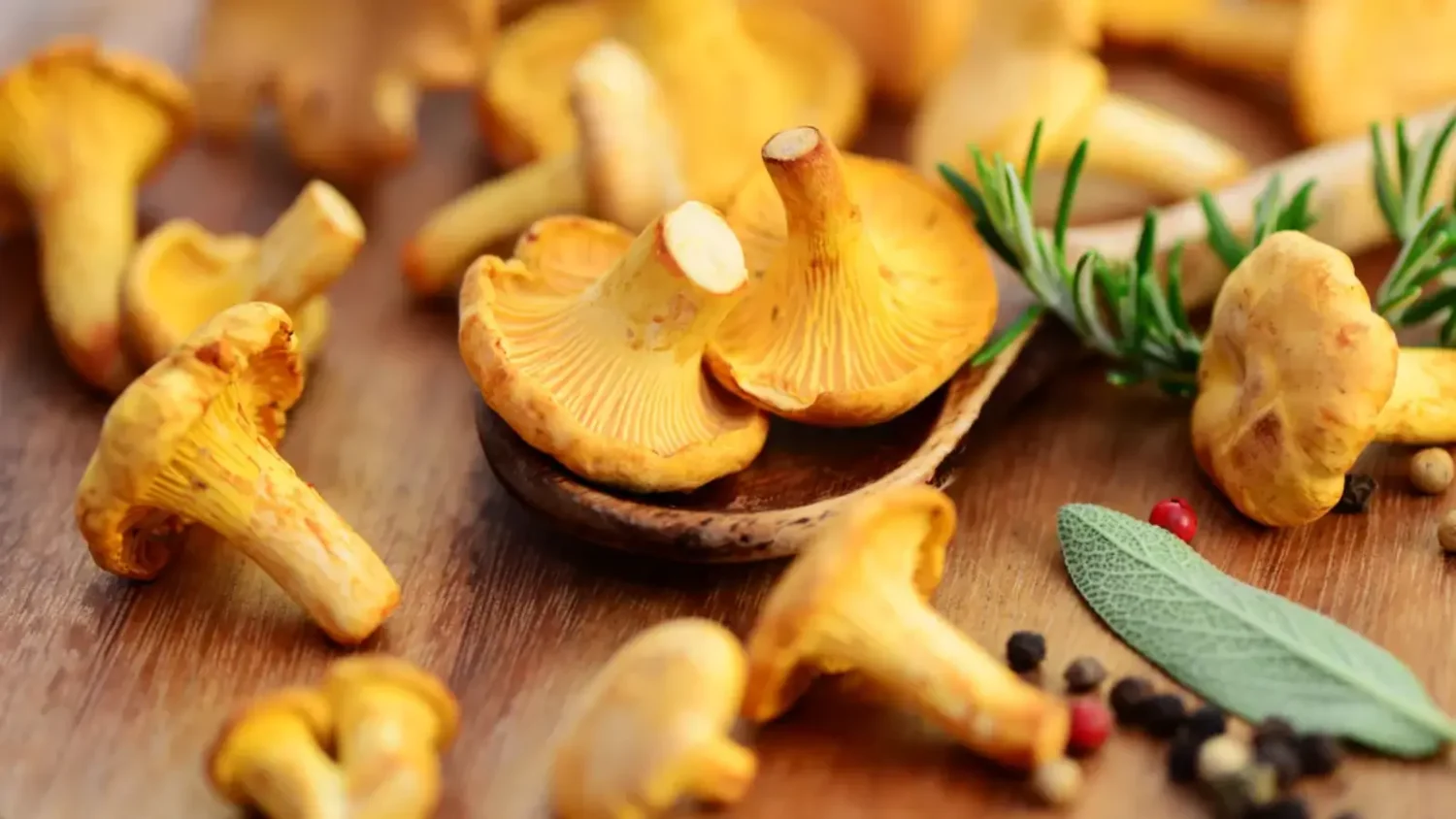 Girolle - champignon