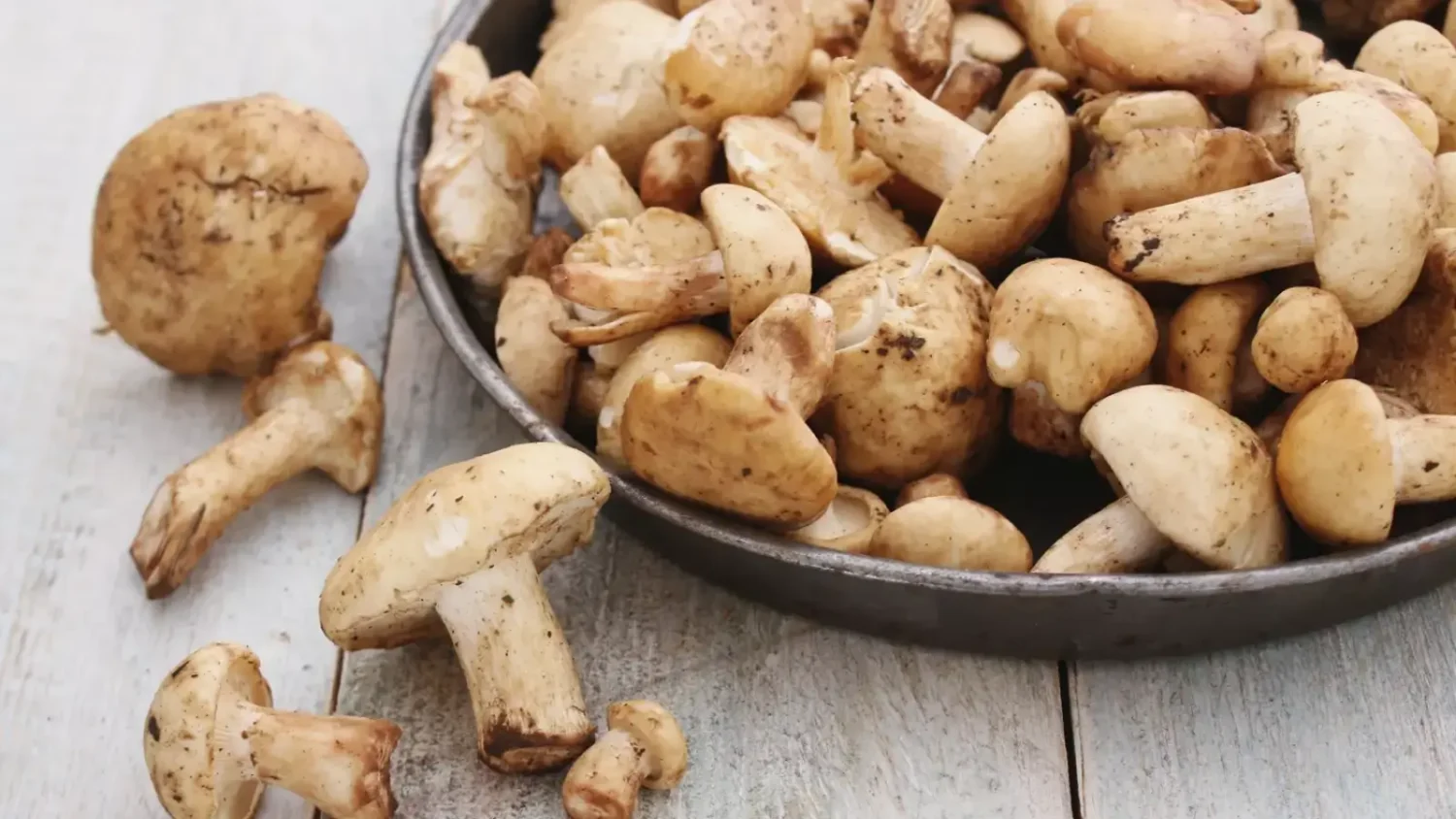 Pied-de-mouton - champignon