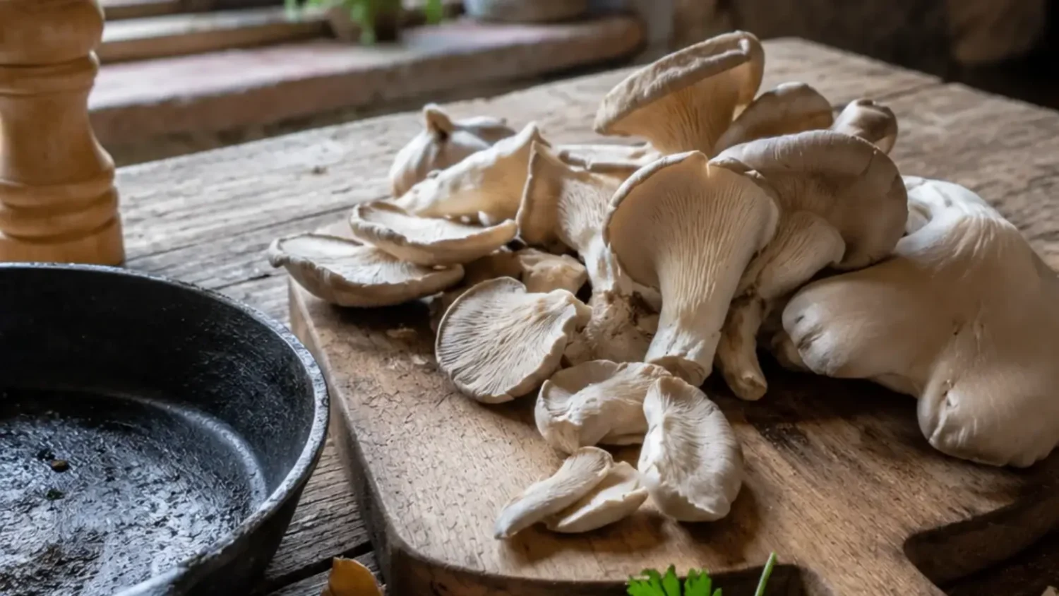 Pleurote - champignon
